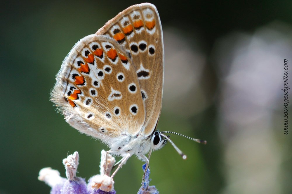 Polyommatus icarus, Azuré commun (crédit photo Olivier Pouvreau)