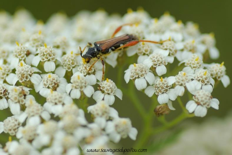 Stenopterus rufus, crédit photo: Olivier Pouvreau