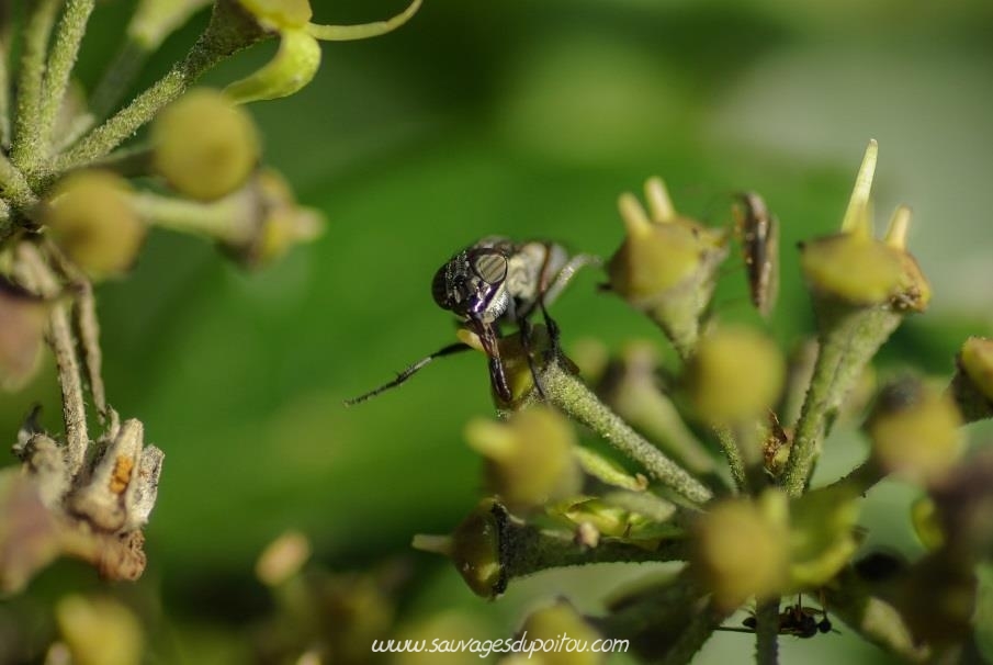 Stomorhina lunata et Hedera helix, crédit photo: Olivier Pouvreau