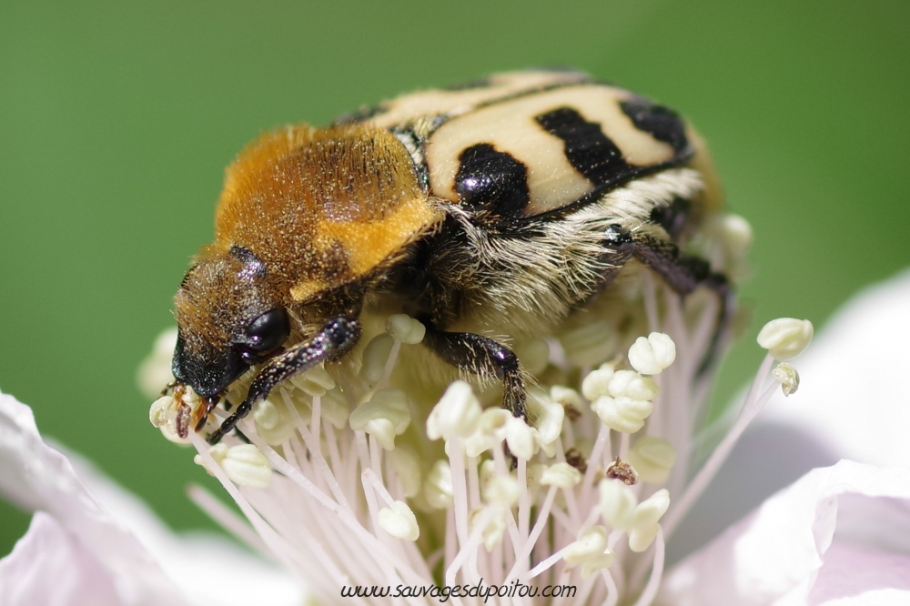 Trichius fasciatus, crédit photo: Olivier Pouvreau