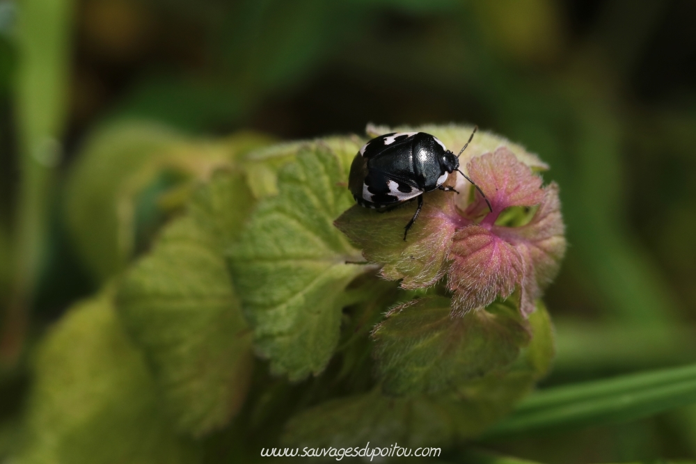 La Punaise pie, Tritomegas bicolor, Poitiers chemin de la Cagouillère