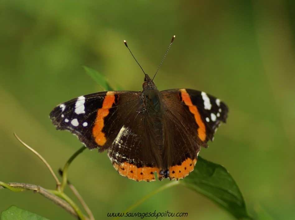 Vanessa atalanta, Vulcain, Vienne (crédit photo: Olivier Pouvreau)
