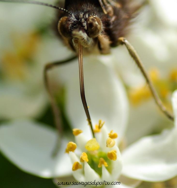 Vanessa atalanta, Vulcain (crédit photo: Olivier Pouvreau)