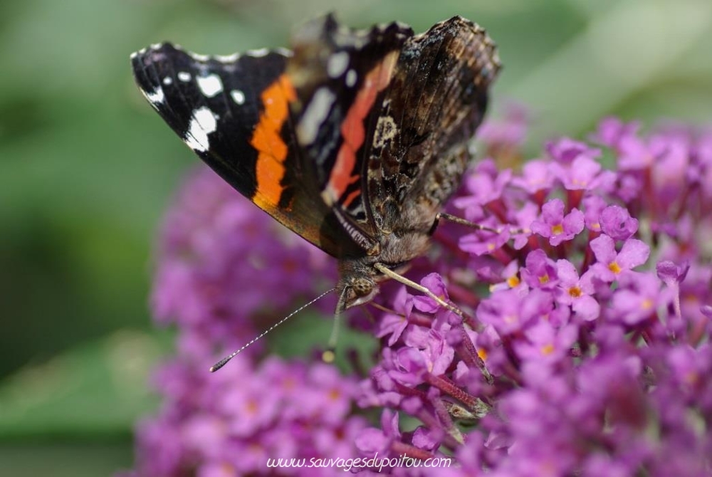 Vanessa atalanta, Vulcain (crédit photo: Olivier Pouvreau)