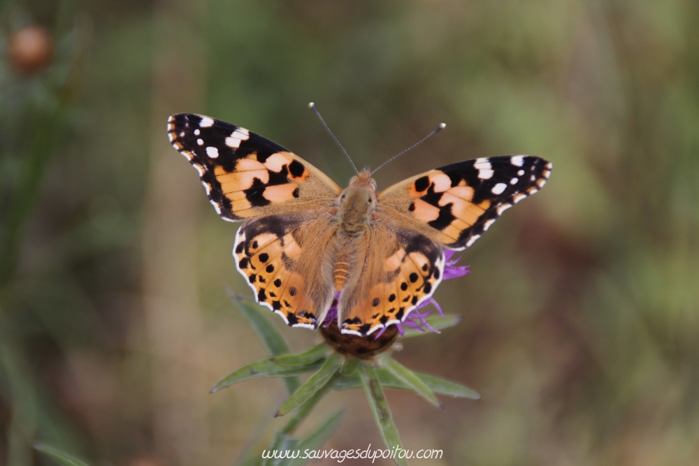 Vanessa cardui, Belle dame, forêt de Vouillé (86), crédit photo: Springflield