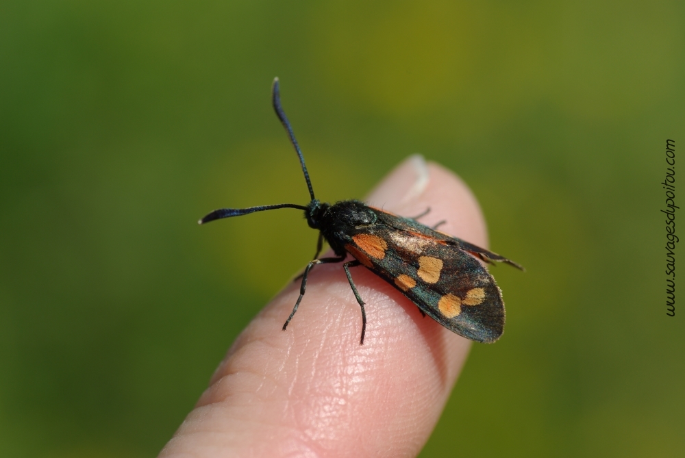 Zygaena transalpina, Zygène transalpine (crédit photo: Olivier Pouvreau)