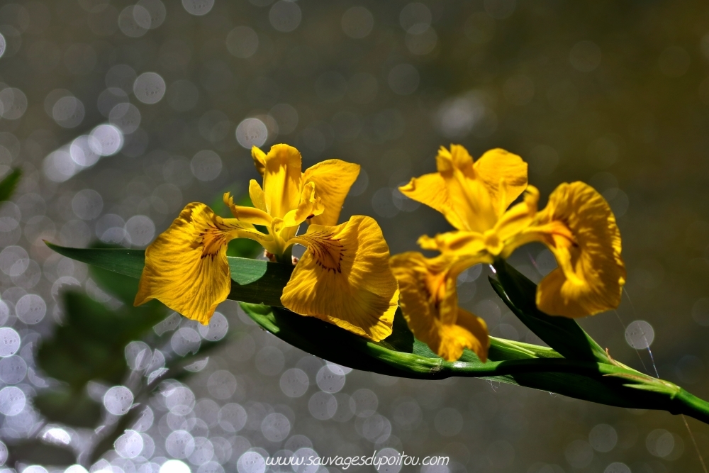 Iris pseudocarus, Iris des marais, Poitiers bords de Clain