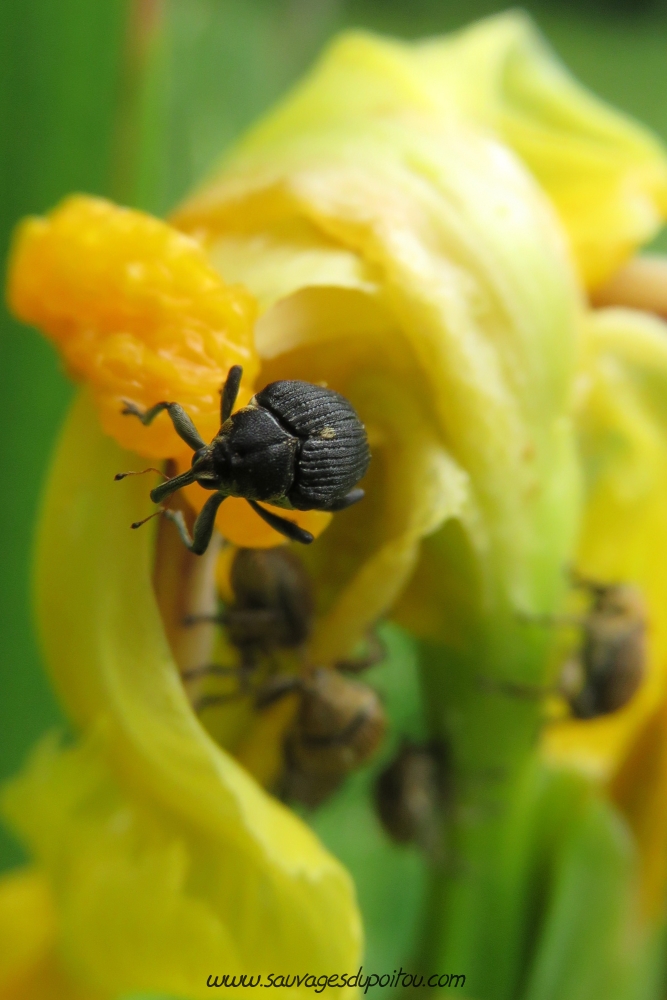 Mononychus punctumalbum sur Iris pseudacorus, Poitiers bords de Boivre