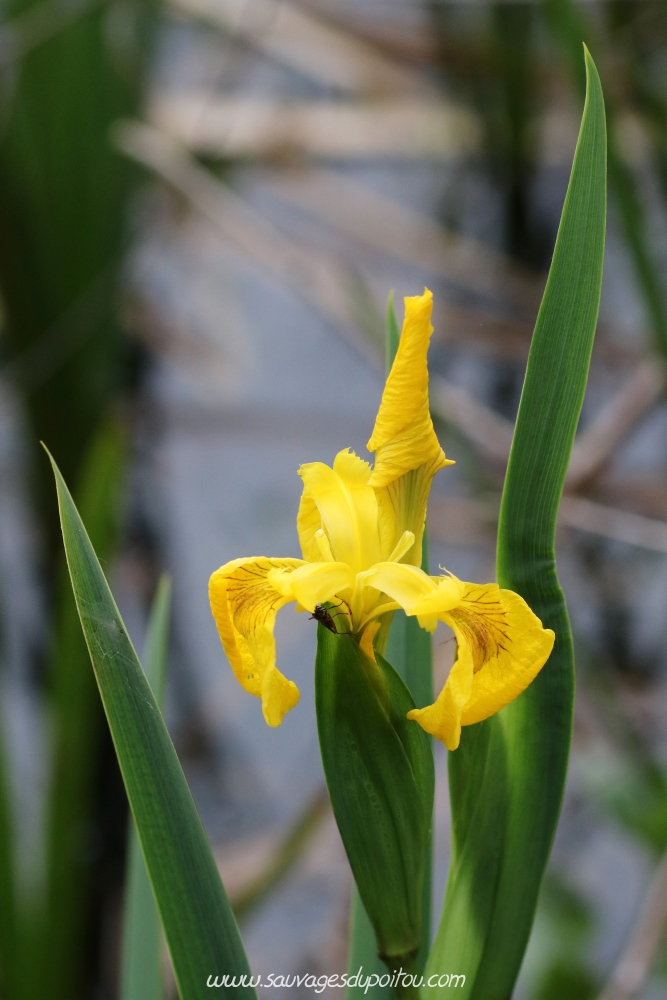 Iris pseudacorus, Iris des marais, Brenne (36)