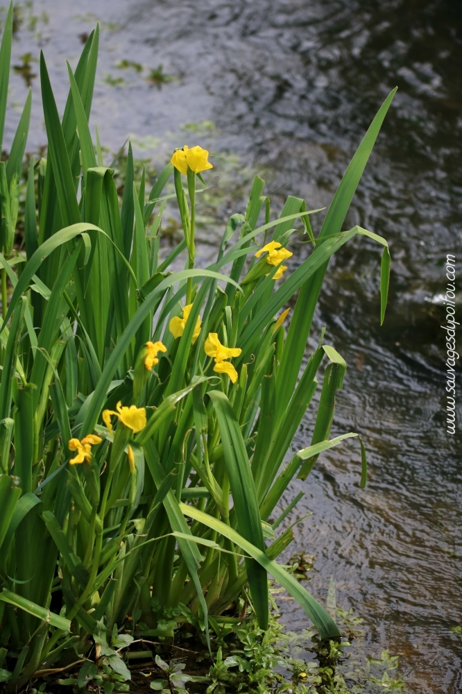 Iris pseudocarus, Iris des marais, Poitiers bords de Boivre