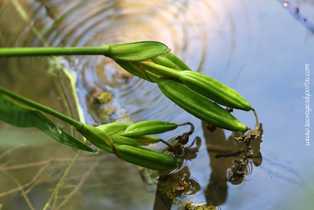 Iris pseudacorus, Iris des marais, Poitiers bords de Boivre