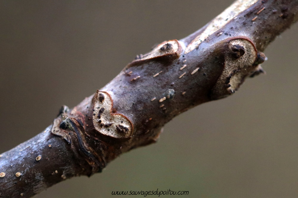 Juglans regia, Noyer commun, Poitiers bords de Boivre