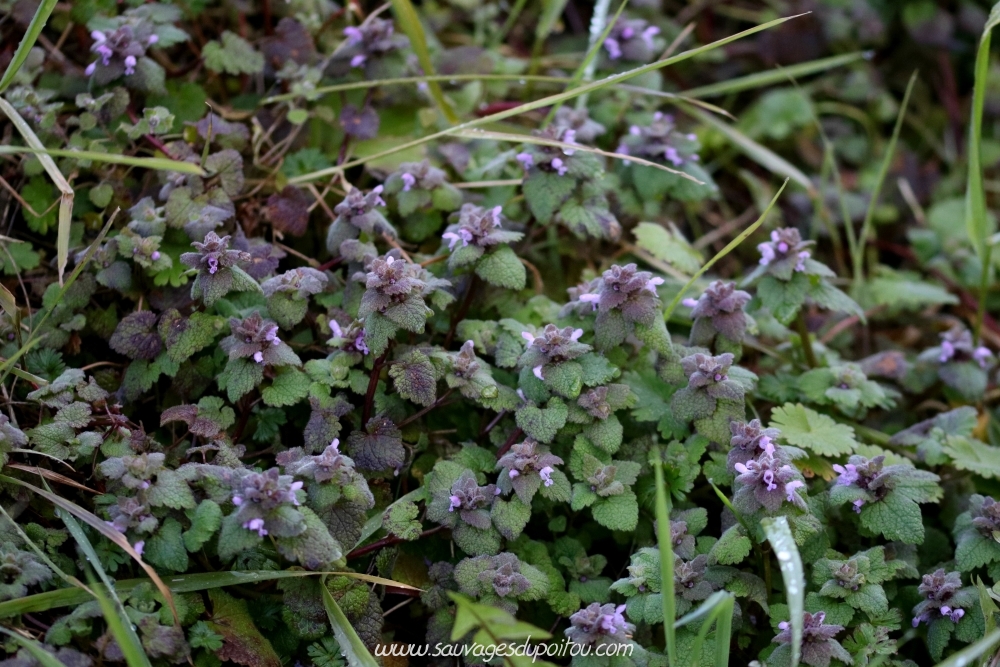 Lamium purpureum, Lamier pourpre, Poitiers bords de Boivre