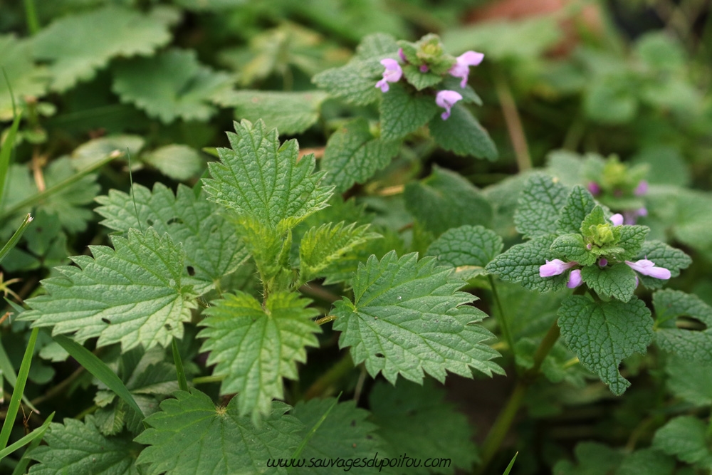Lamium purpureum, Lamier pourpre, Poitiers bords de Clain