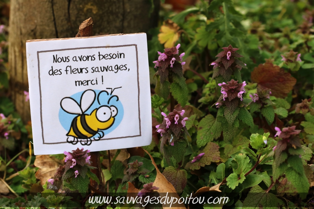 Lamium purpureum, Lamier pourpre, Poitiers bords de Boivre