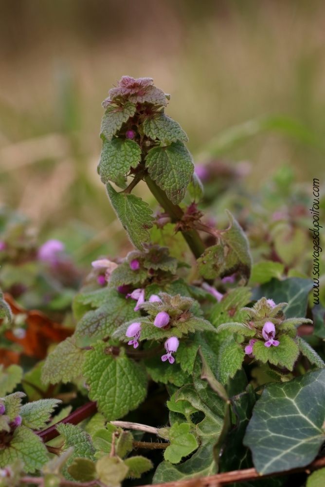 Lamier pourpre, Lamium purpurum, Poitiers quartier Chilvert