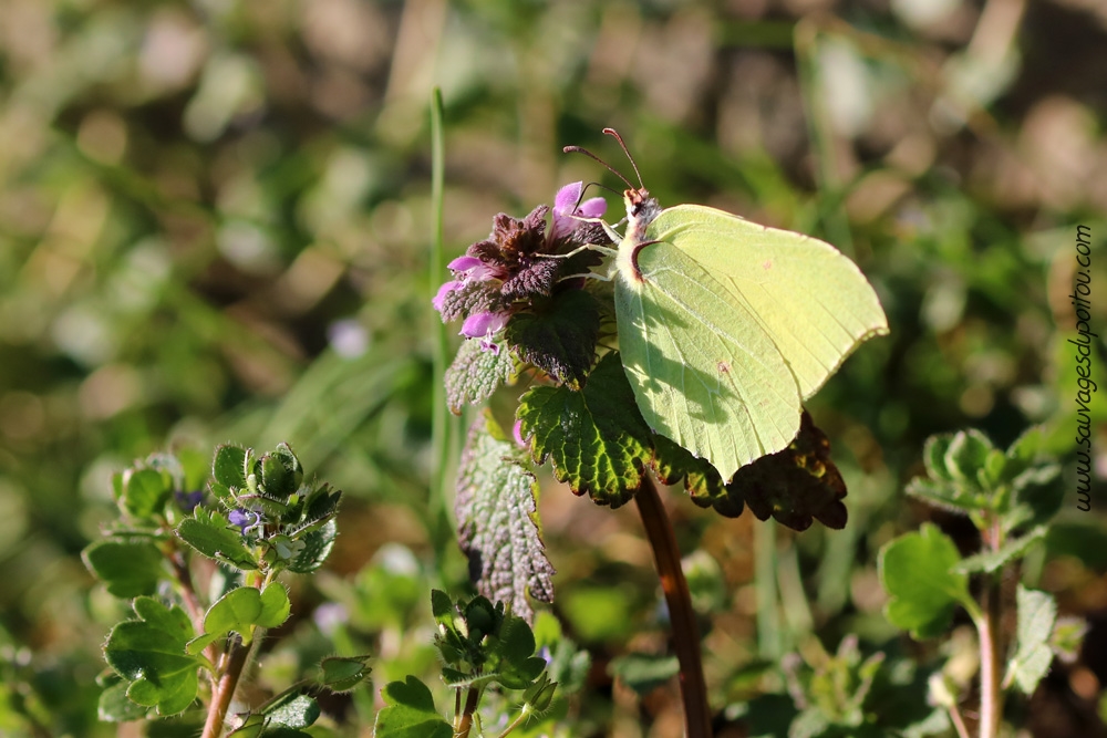 Lamium purpureum et Gonepteryx rhamni, Poitiers bords de Boivre