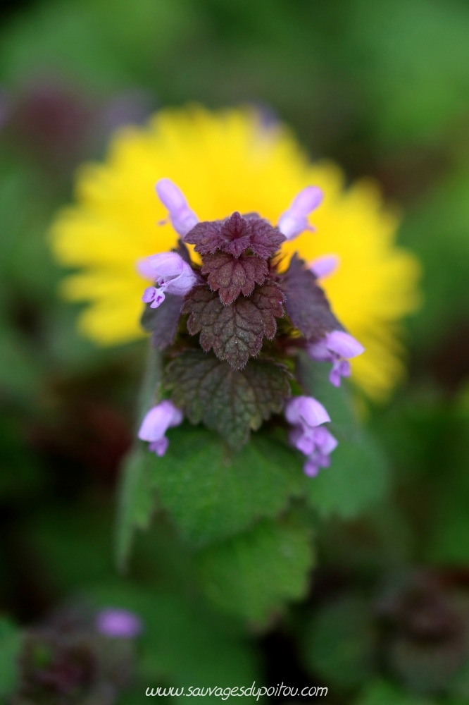 Lamium purpureum, Lamier pourpre, Poitiers bords de Boivre