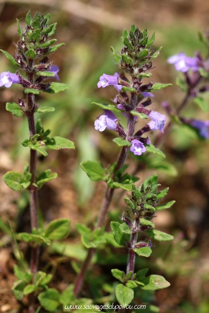 Clinopodium acinos, Petit Basilic, Buxerolles (86)