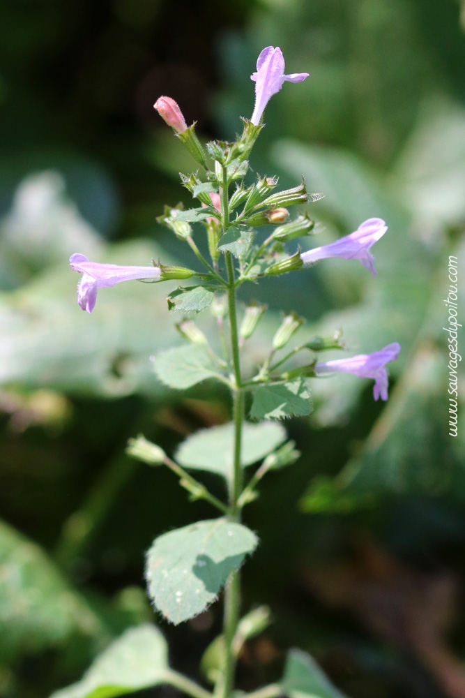 Clinopodium nepeta subsp. sylvaticum, Calament des bois, Vouneuil-sous-Biard (86)