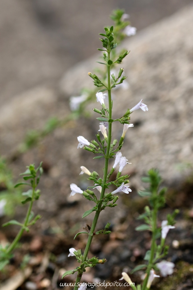 Clinopodium nepeta, Calament glanduleux, Poitiers sous Blossac