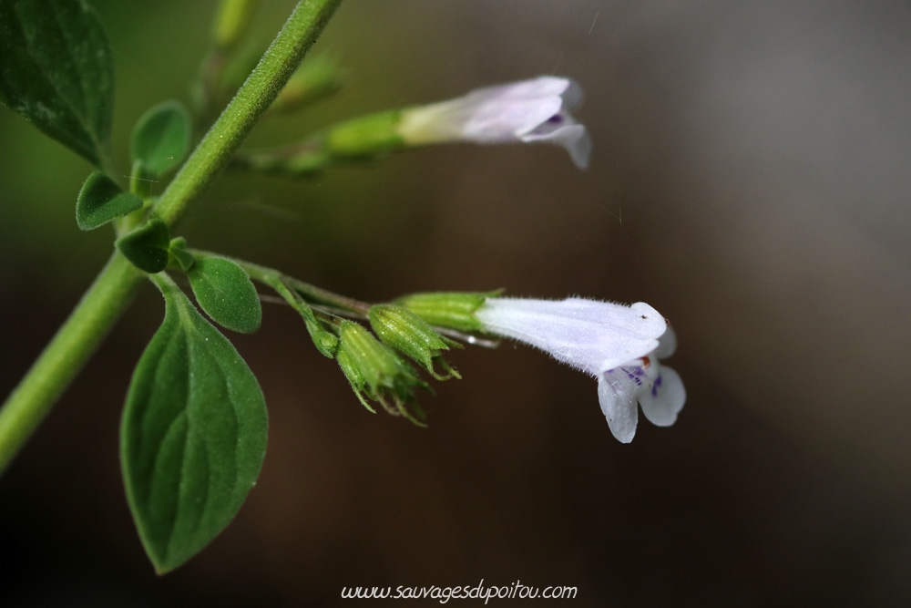 Clinopodium nepeta, Calament glanduleux, Poitiers sous Blossac