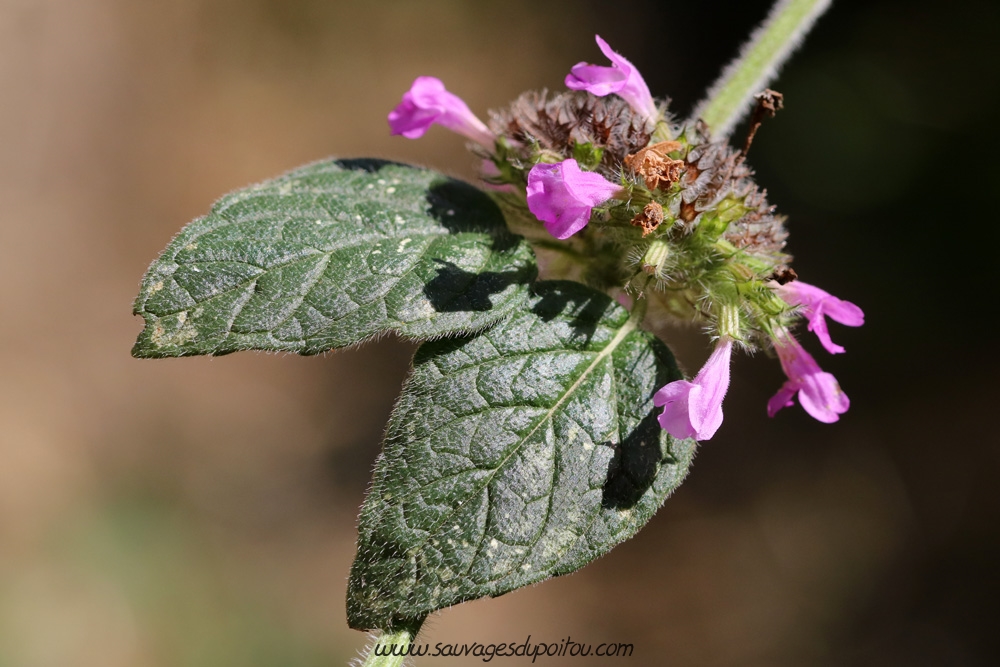 Clinopodium vulgare, Sariette commune, Poitiers quartier Chilvert