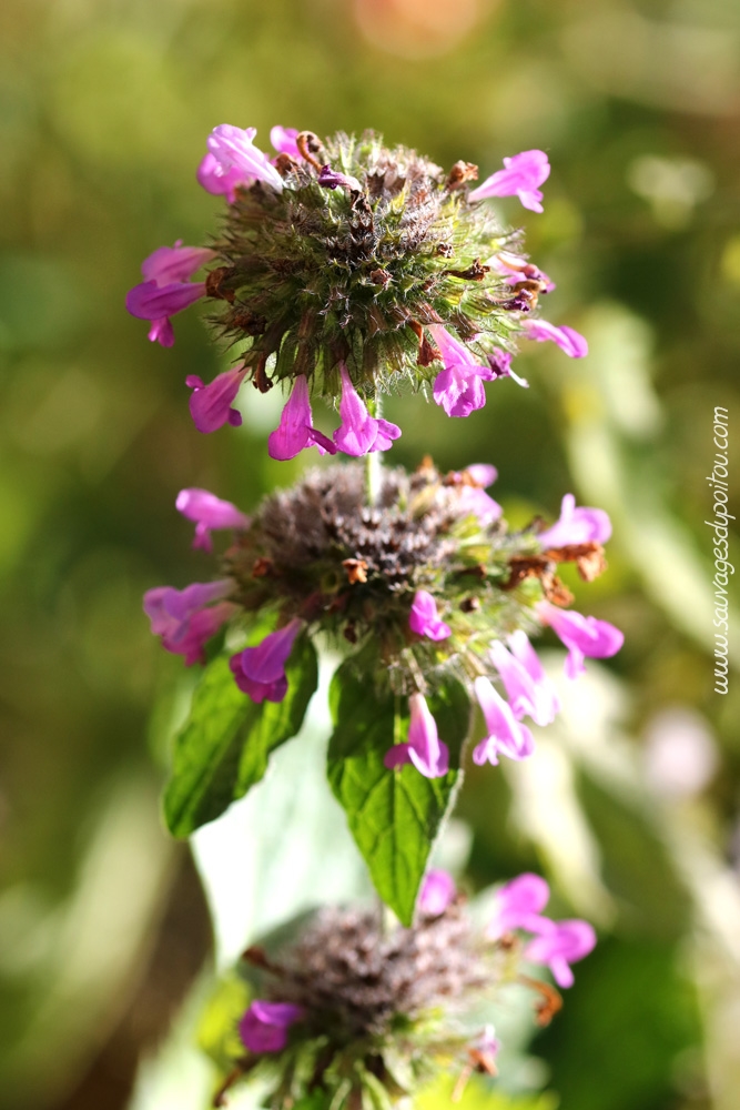 Clinopodium vulgare, Sariette commune, Poitiers quartier Chilvert