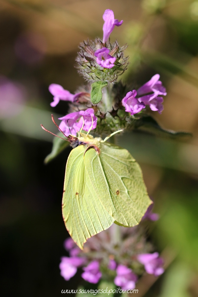 Clinopodium vulgare, Sariette commune, Poitiers quartier Chilvert