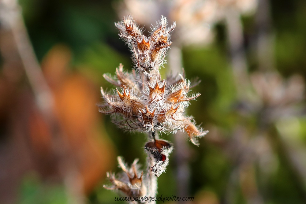 Clinopodium vulgare, Sariette commune, Poitiers bords de Boivre