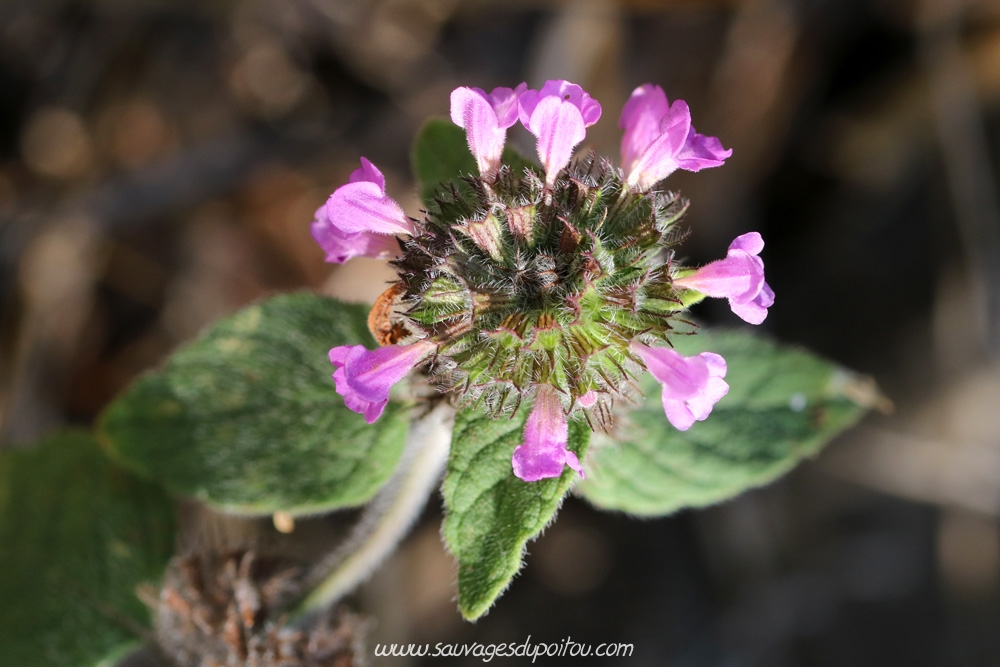 Clinopodium vulgare, Sariette commune, Poitiers quartier Chilvert