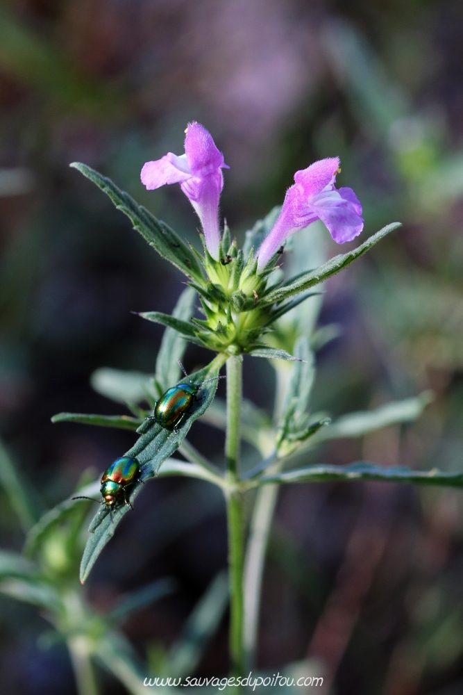 Galeopsis angustifolia, Galéopsis à feuilles étroites, Saint-Auvent (87)