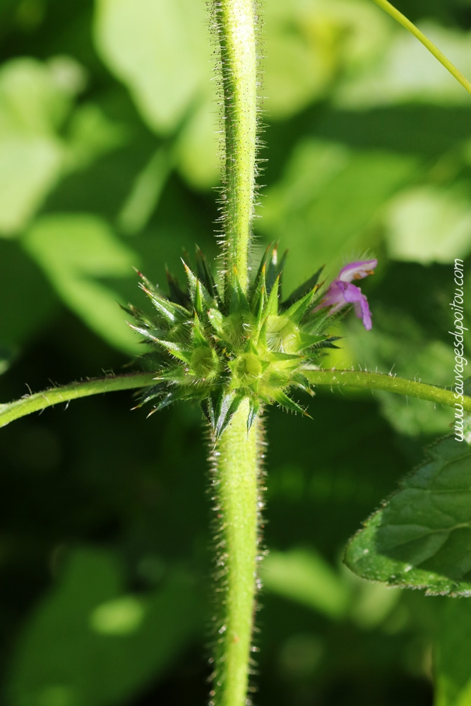 Galeopsis tetrahit, Biard (86) bords de Boivre