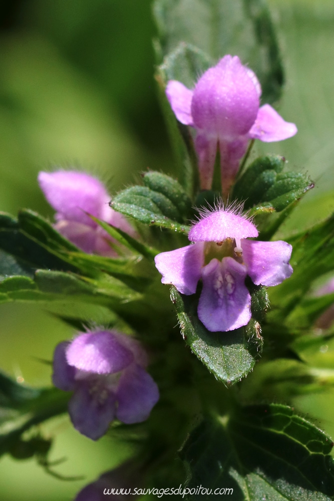 Galeopsis tetrahit, Biard (86) bords de Boivre