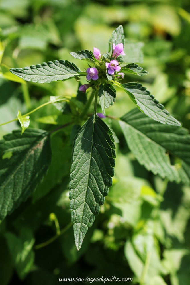 Galeopsis tetrahit, Biard (86) bords de Boivre