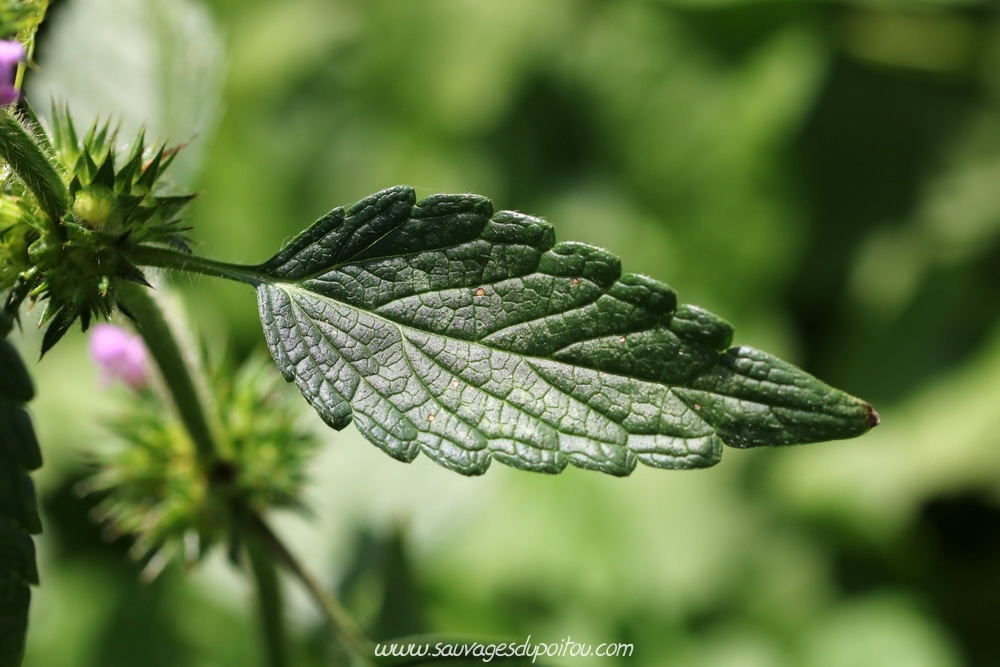 Galeopsis tetrahit, Biard (86) bords de Boivre