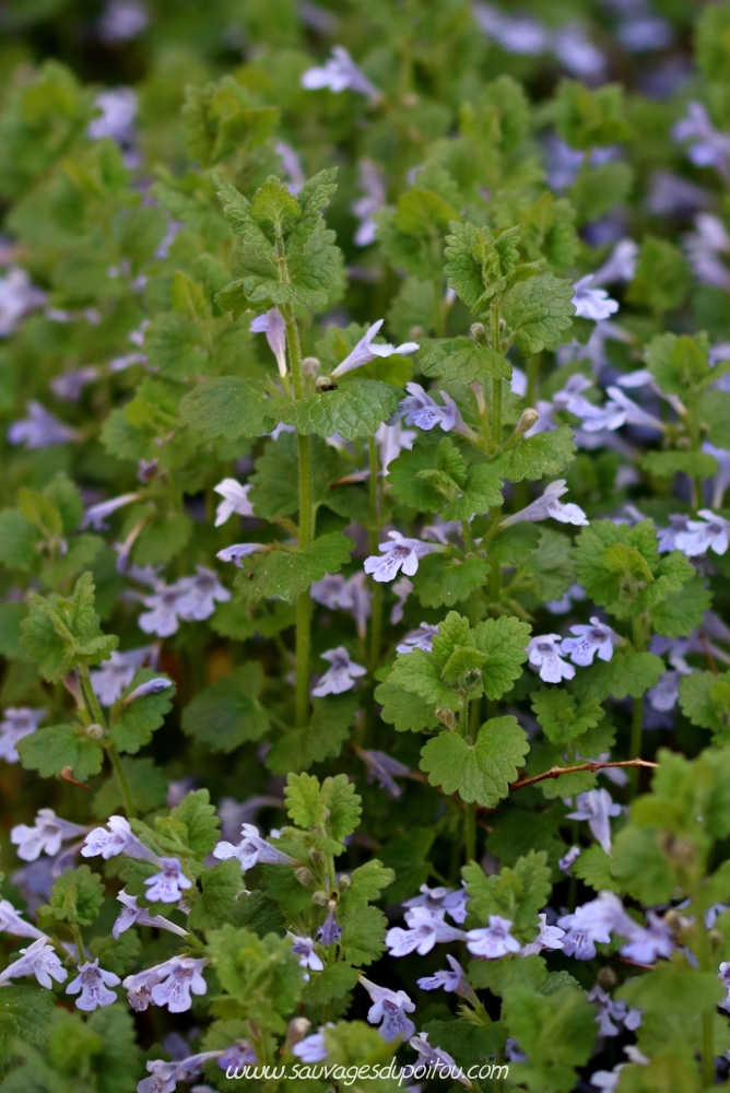 Glechoma hederacea, Lierre terrestre, Poitiers Chilvert