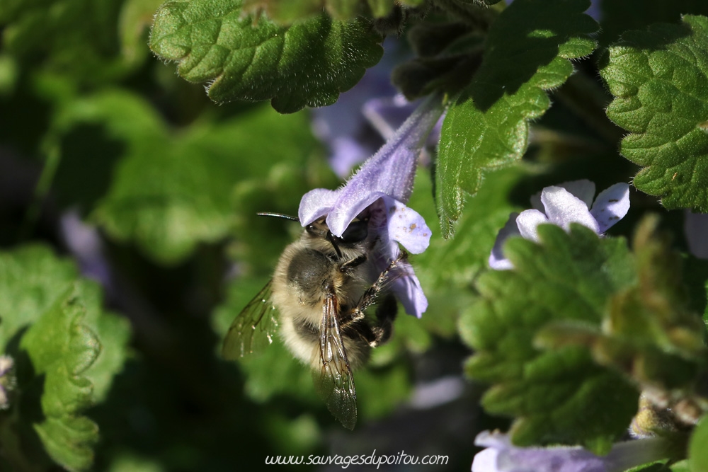 Anthophora plumipes et Glechoma hederacea, Poitiers quartier Chilvert