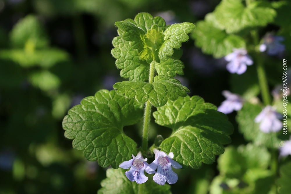 Glechoma hederacea, Lierre terrestre, Poitiers bords de Clain