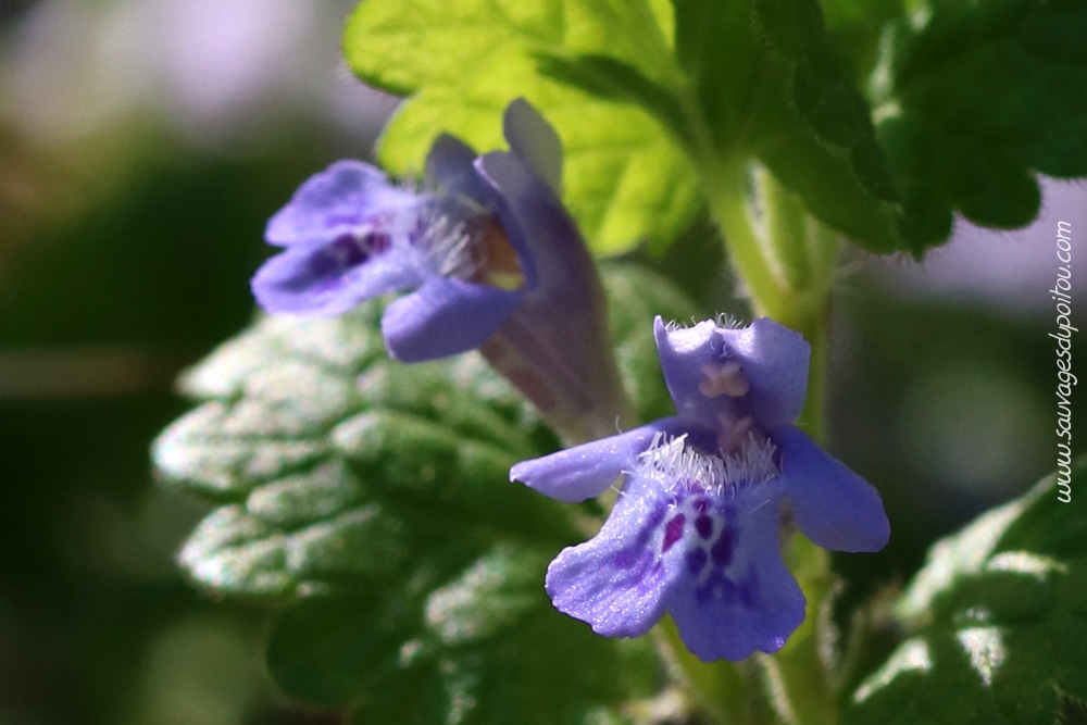 Glechoma hederacea, Lierre terrestre, Béruges (86)