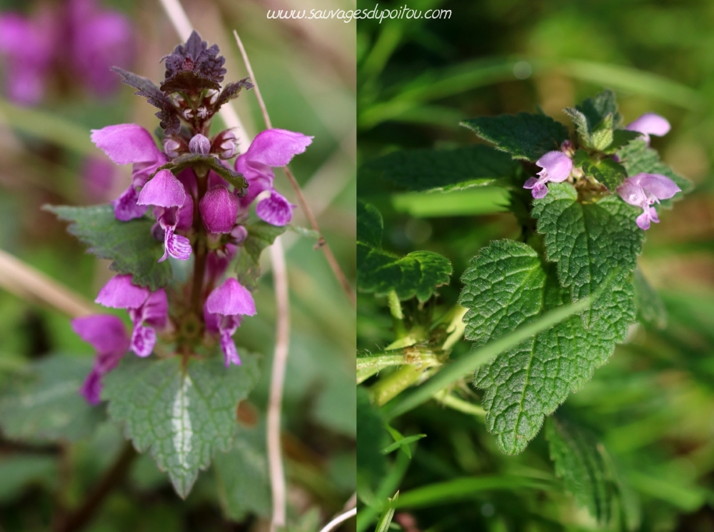Lamium maculatum et Lamium purpureum, Dagneux (01)