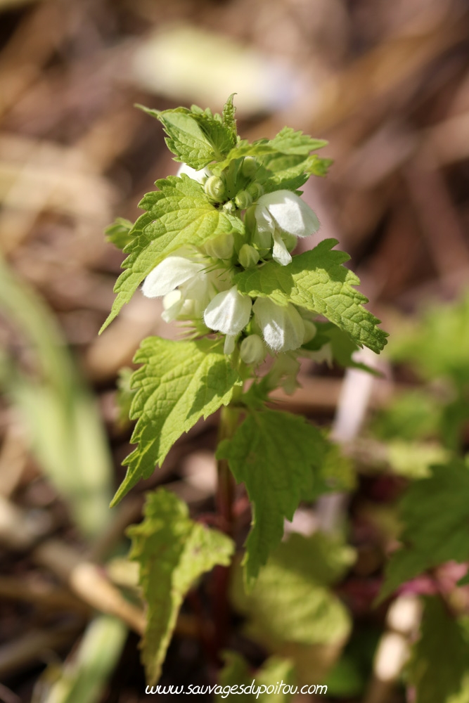 Lamium album, Ortie blanche, Poitiers Chilvert