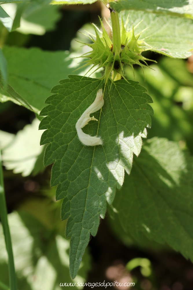 Lamium album, Ortie blanche, Angles-sur-l'Anglin (86)