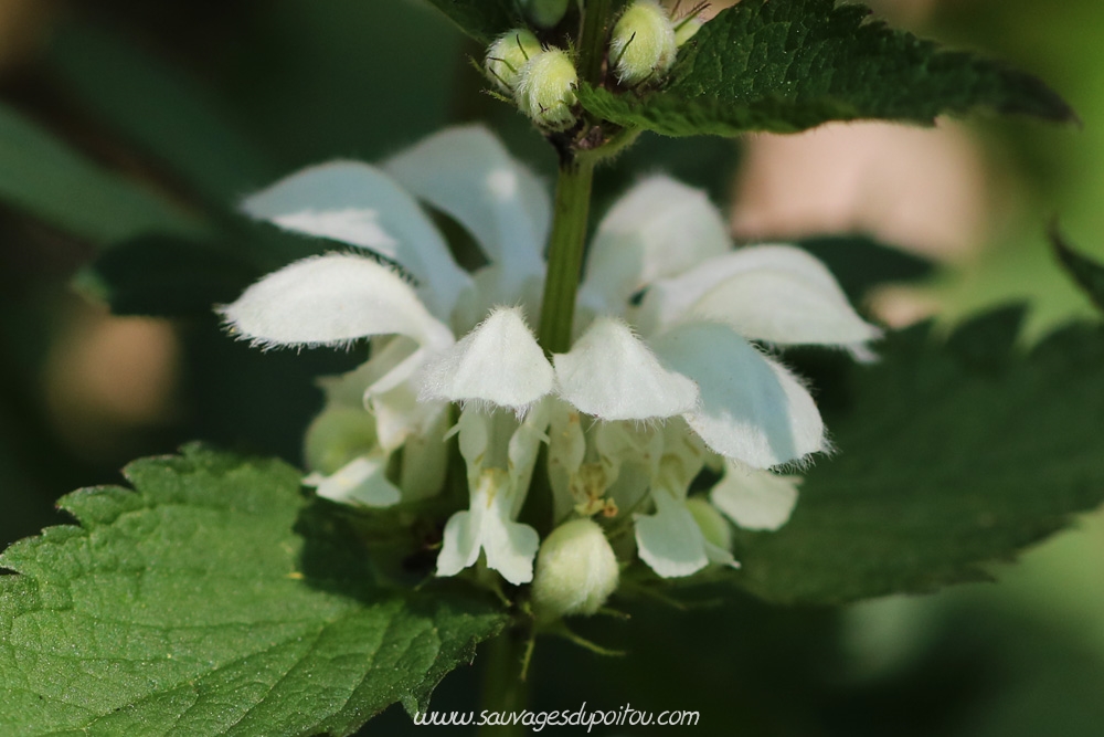 Lamium album, Ortie blanche, Angles-sur-l'Anglin (86)