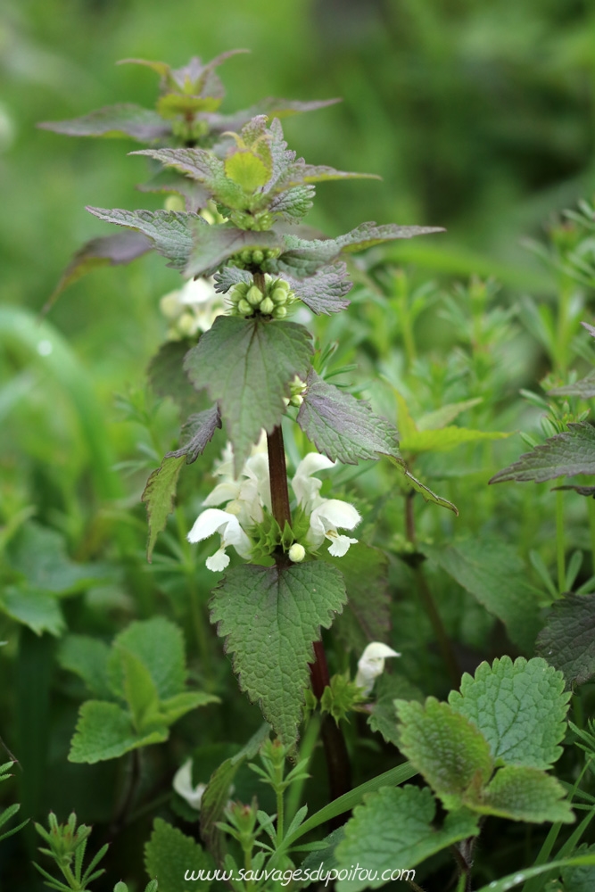 Lamium album, Lamier blanc, Persac (86)