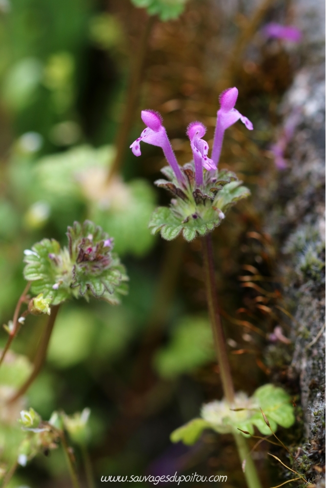 Lamium amplexicaule, Lamier amplexicaule, Poitiers Porte de Paris