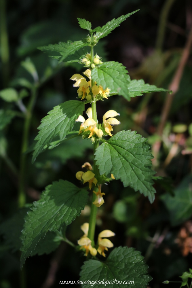 Lamium galeobdolon, Lamier jaune, Béceleuf (79)