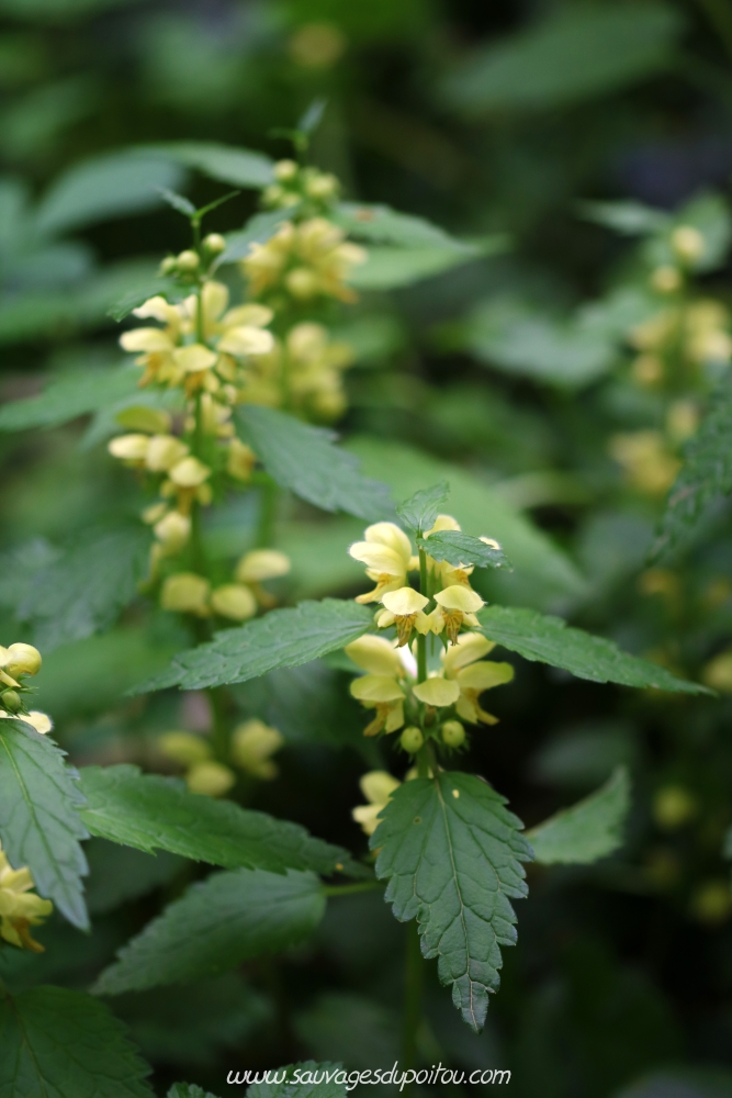Lamium galeobdolon, Lamier jaune, Exireuil (79)