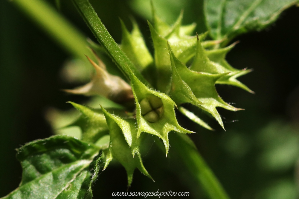 Lamium galeobdolon, Lamier jaune, Lusignan (86)