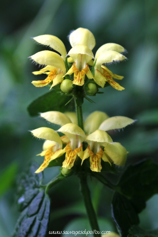 Lamium galeobdolon, Poitiers bords de Boivre